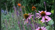 Quercus Garden Design