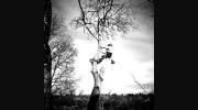 EJM Tree Services