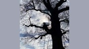 Acer Tree Services