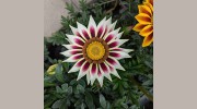Springwell Nursery & Garden Centre