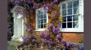 Sash Window Experts