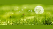 J A D Garden Services