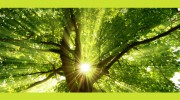 Alton Tree Care