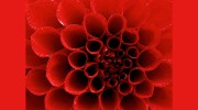 Flourish & Bloom