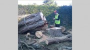 Root & Branch South West Tree Services