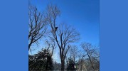 Lord Of The Trees