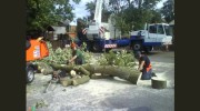 Timber Tim