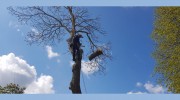 Scarborough Tree Specialists