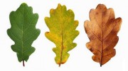 Gloucester Garden & Property Maintenance