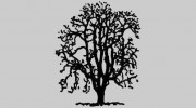 North East Tree Services