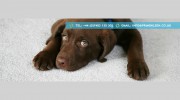 PrimoKleen Carpet Cleaning