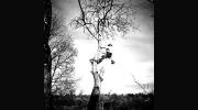 EJM Tree Services