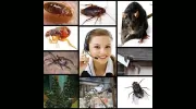 The Local Pest Control