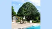 Urban Treescapes