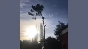 Acorn Trees