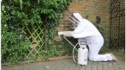 Wasp Nest Removal Guildford