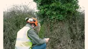 Acorn Treework