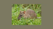 Solution Pest Control