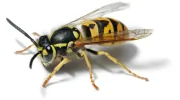 MERSEYPEST