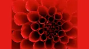 Flourish & Bloom