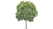 Waveney Tree Specialists