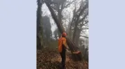 Chris Auld Tree Services
