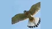 Kestrel Builders
