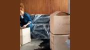 Ark Removals