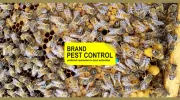 Brand Pest Control
