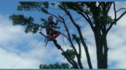 N Duckett Tree Surgery