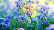 Buds Gardening
