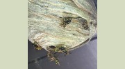 Fife Pest Control Services