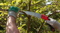 Tree Pruning