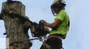 A G M Tree Surgery