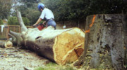 Suffolk Tree Services